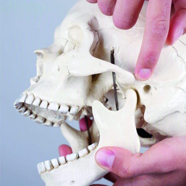 ABORDAJE OSTEOPÁTICO DE LA ARTICULACIÓN TEMPOROMANDIBULAR